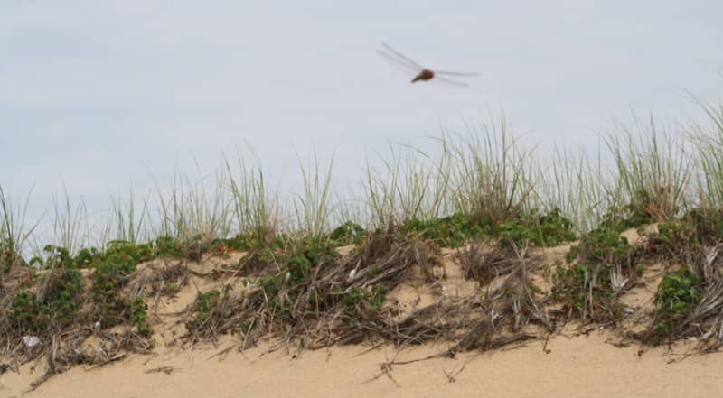 A dragonfly cruises near sand dunes at race point beach