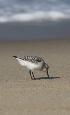 nesting shorebirds frequently affect orv access at cape cod beaches