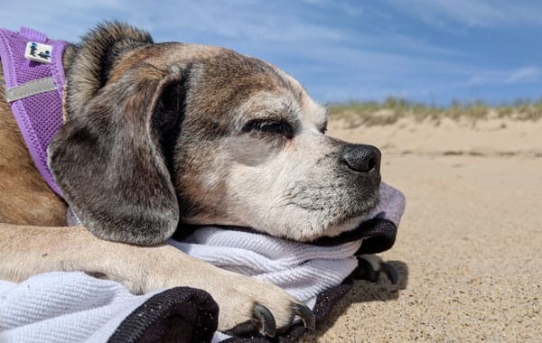 Beach naps are the best naps. To find a beach near you on Cape Cod that allows dogs check out our dog-friendly beaches guide.