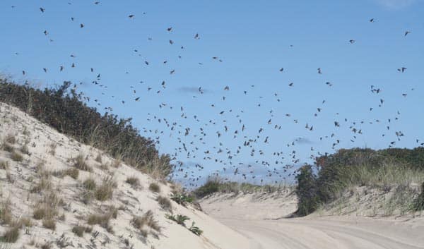 A swarm of birds flying over the ORV Trail at Race Point Beach could spell trouble for Jeep Owners without wide-brimmed hats.