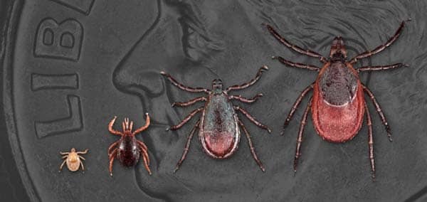 The life stages of a deer tick include larvae, nymphs, and adults. Both nymphs and adults can spread Lyme disease.