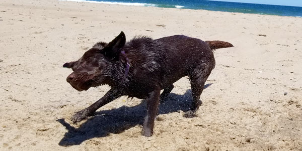 A dog shaking water off on the beach.