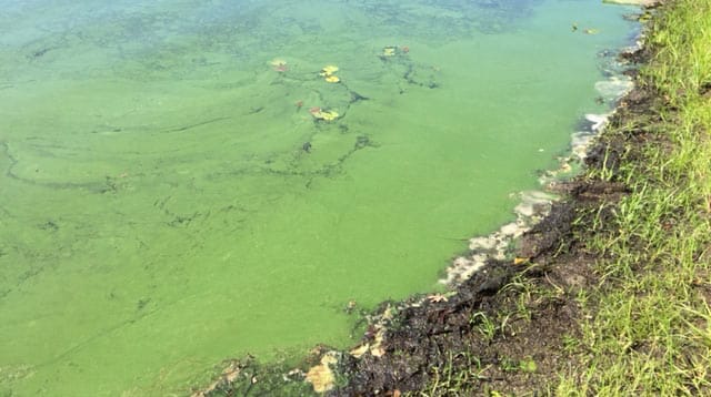 Cyanobacteria blooms in ponds are very harmful to pets and people.