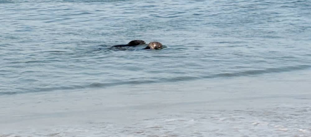 Seal swimming near the shore at Nauset Beach in Orleans, MA on Cape Cod.