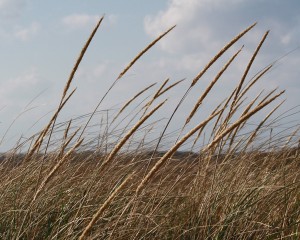 beach-grass-north-truro